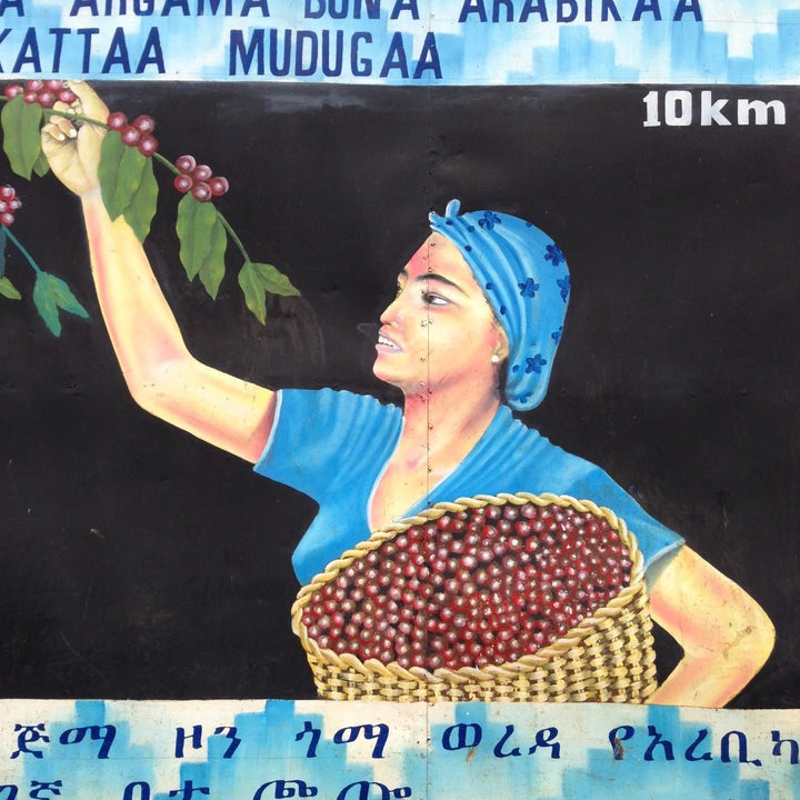 A Journey to Ethiopia: Discovering the Birthplace of Coffee - Red Bay Coffee