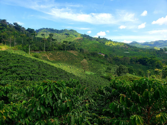 Meet the Farms: Colombia Cauca Piendamo - Crafting the Coltrane Roast - Red Bay Coffee