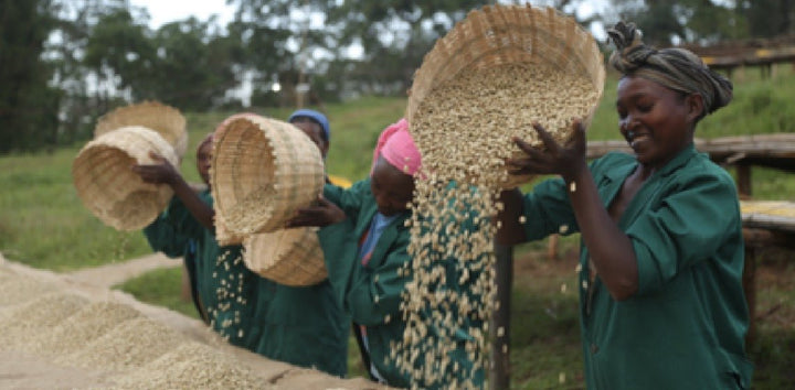 Meet the Farms: Ethiopia's Yirgacheffe - The Origin of King's Prize Roast - Red Bay Coffee