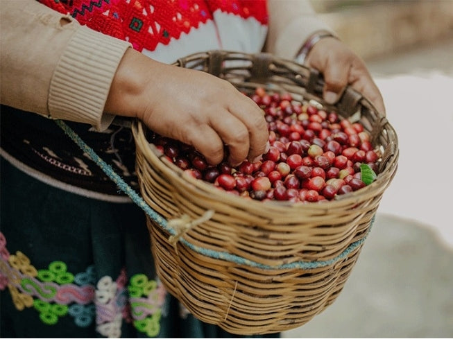 Ki-Saya Chiapas Mexican Coffee | Red Bay Coffee