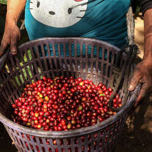 Red Bay Coffee Motherland Whole Coffee Beans from Burundi | Direct Trade Whole Bean Specialty Coffee | 12oz Resealable Pouch